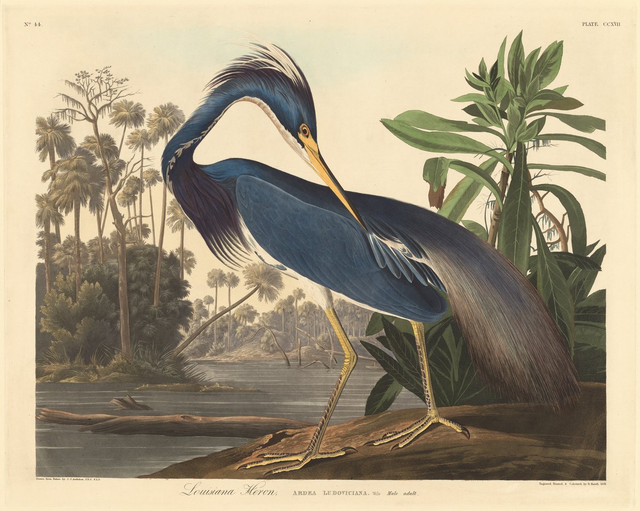 Louisiana Heron, 1834. av Robert Havell