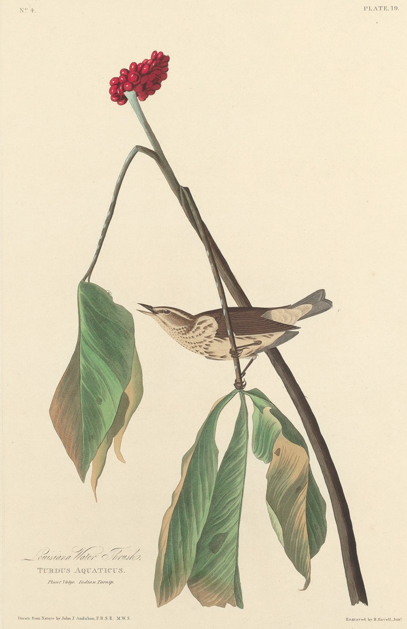 Louisiana vattentrast, 1827. av Robert Havell