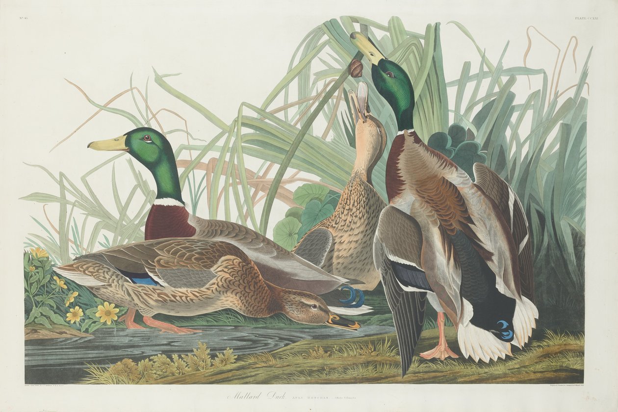 Gräsand, 1834. av Robert Havell