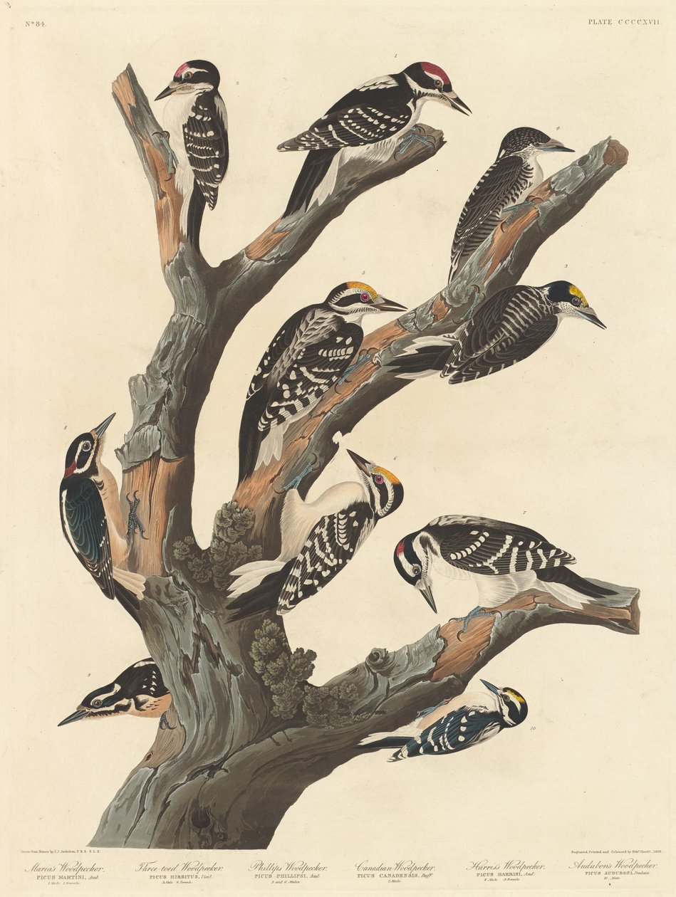 Marias hackspett, 1838. av Robert Havell