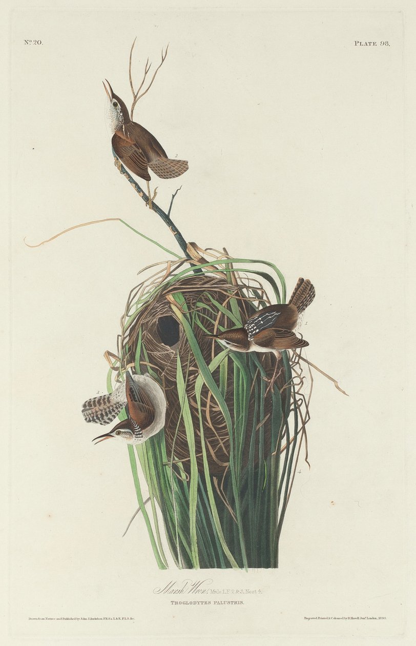 Marsh Wren, 1830. av Robert Havell
