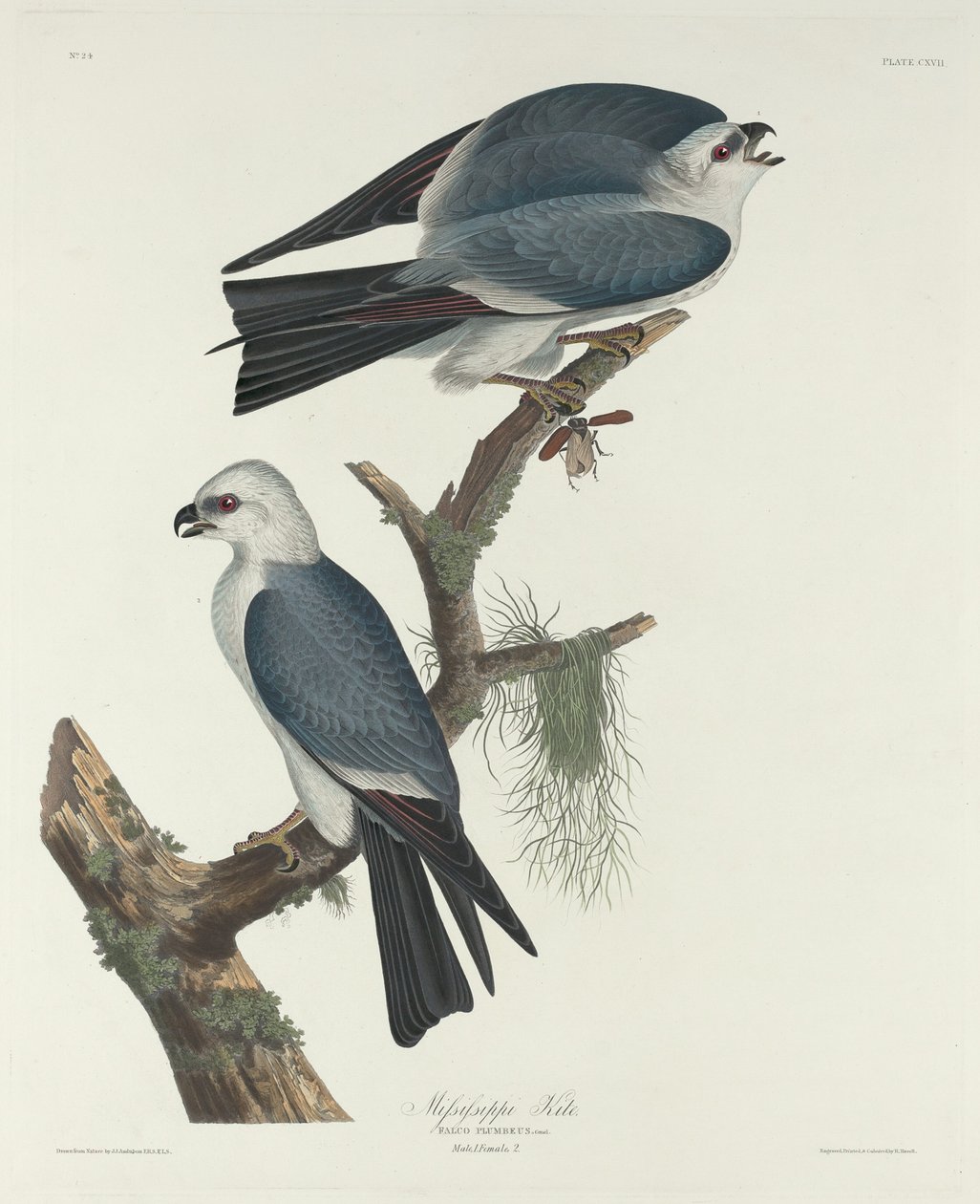 Mississippi Kite, 1831. av Robert Havell