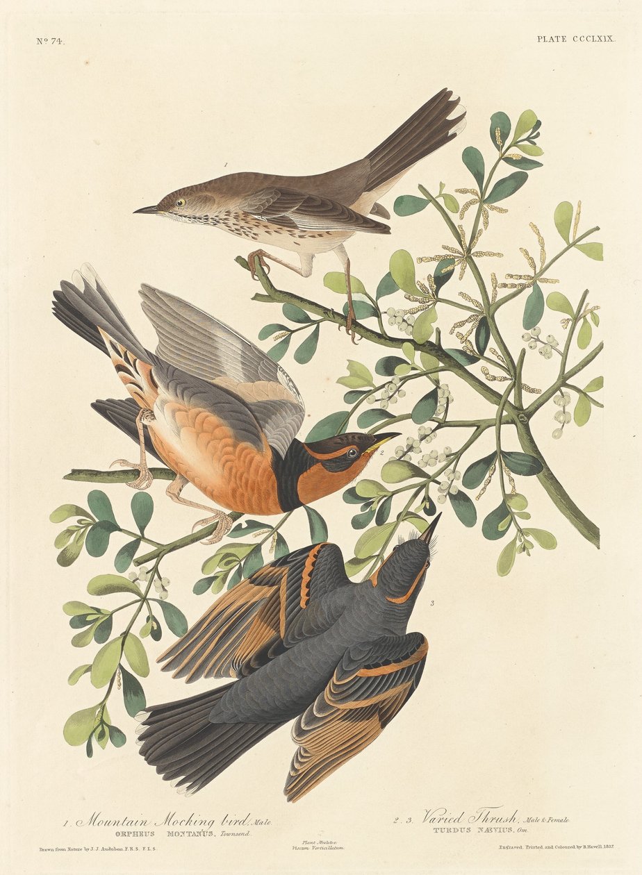 Bergspottfågel och omväxlande trast, 1837. av Robert Havell