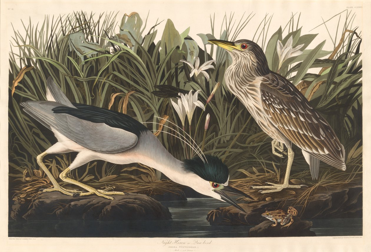 Natthäger eller kvadfågel, 1835. av Robert Havell