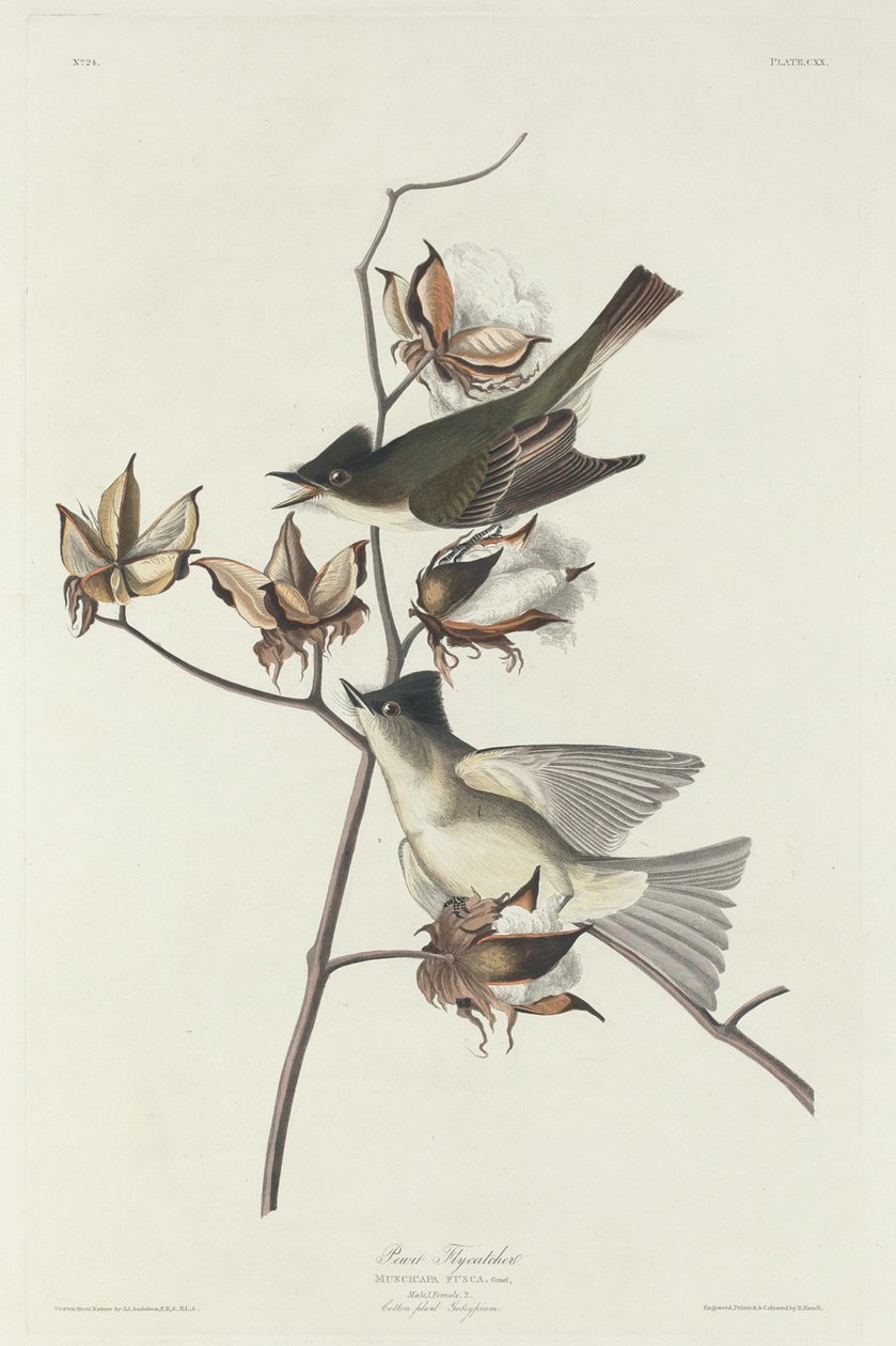 Pewit flugsnappare, 1831. av Robert Havell