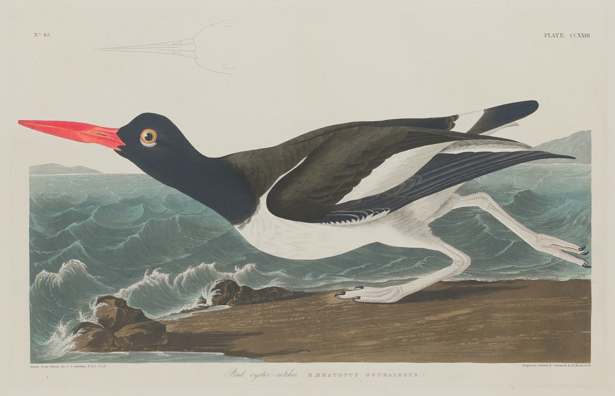 Röd ostronfångare, 1834. av Robert Havell
