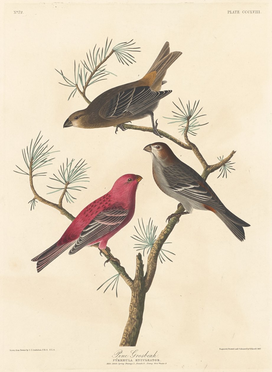 Pine Grosbeak, 1837. av Robert Havell