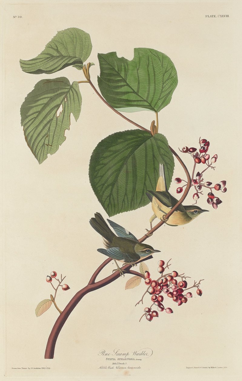 Tallräsksångare, 1832. av Robert Havell