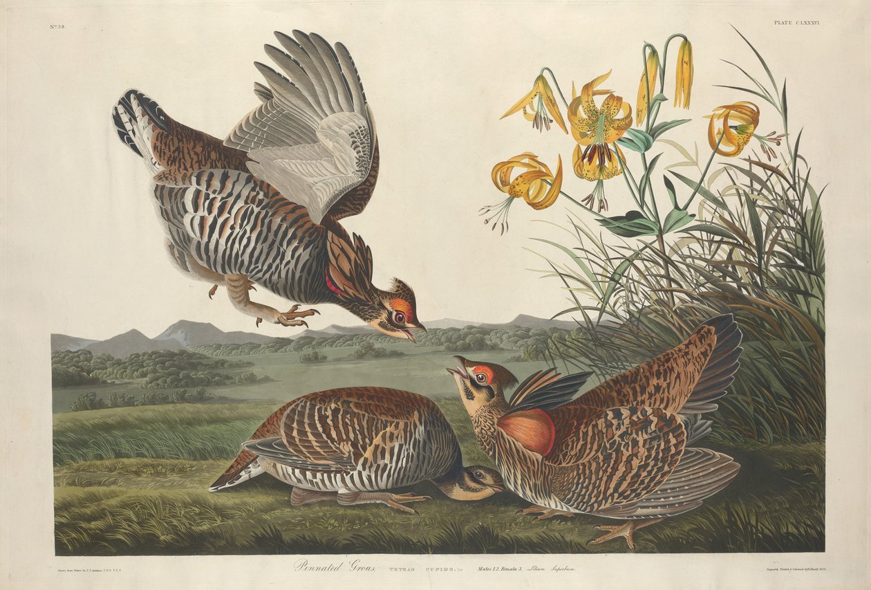 Pinnat Grous, 1834. av Robert Havell