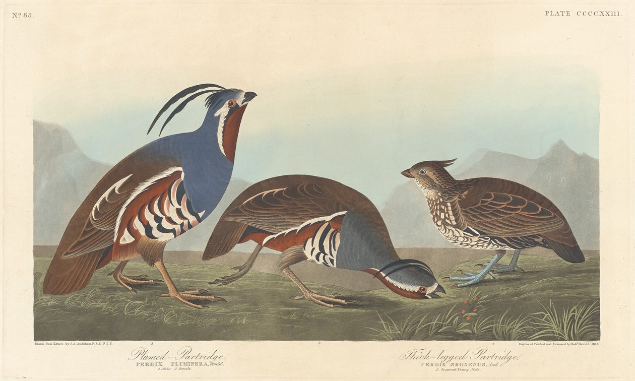 Plumed rapphöna och tjockbent rapphöna, 1838. av Robert Havell