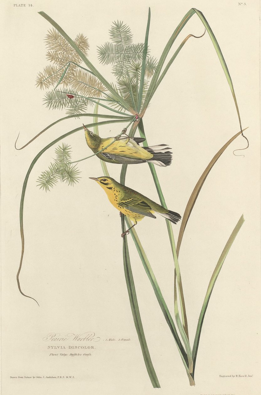 Präriesångare, 1827. av Robert Havell