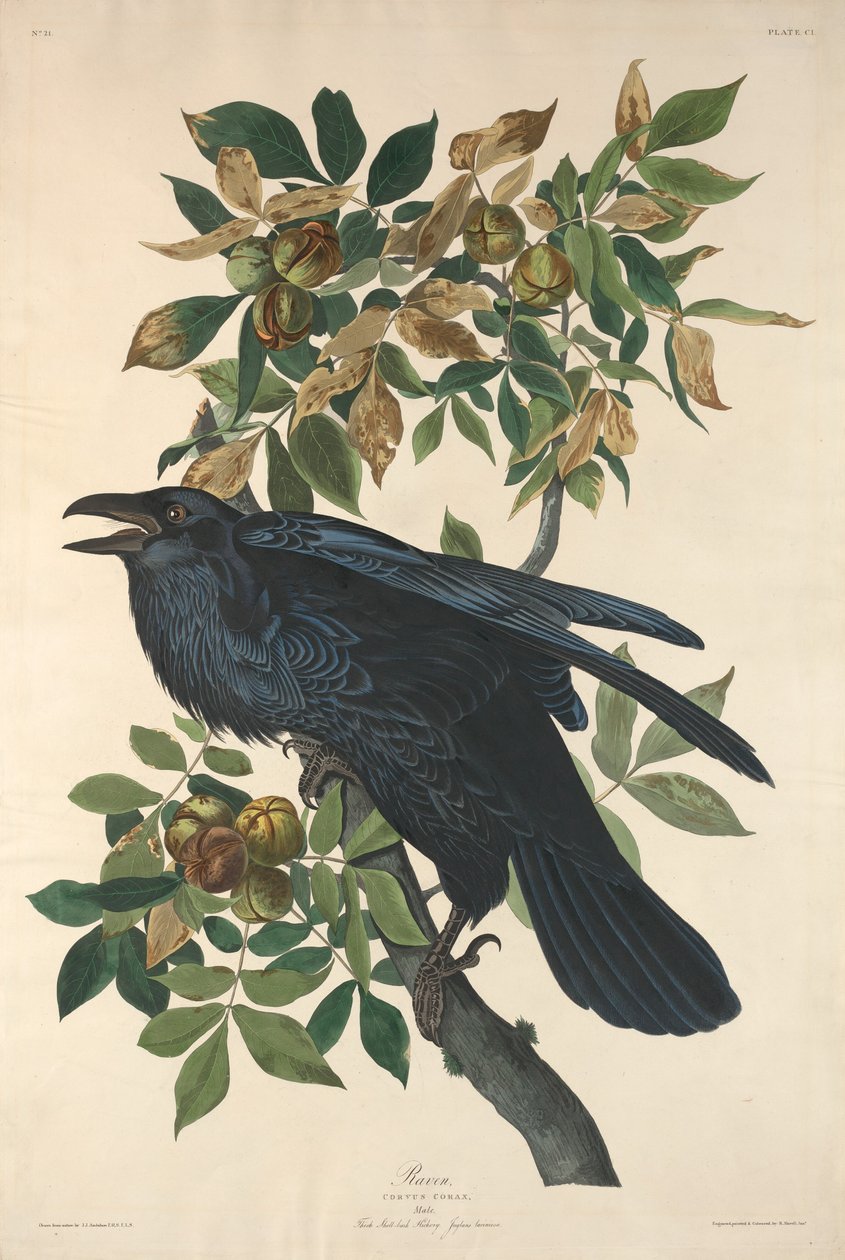 Korpen, 1831. av Robert Havell