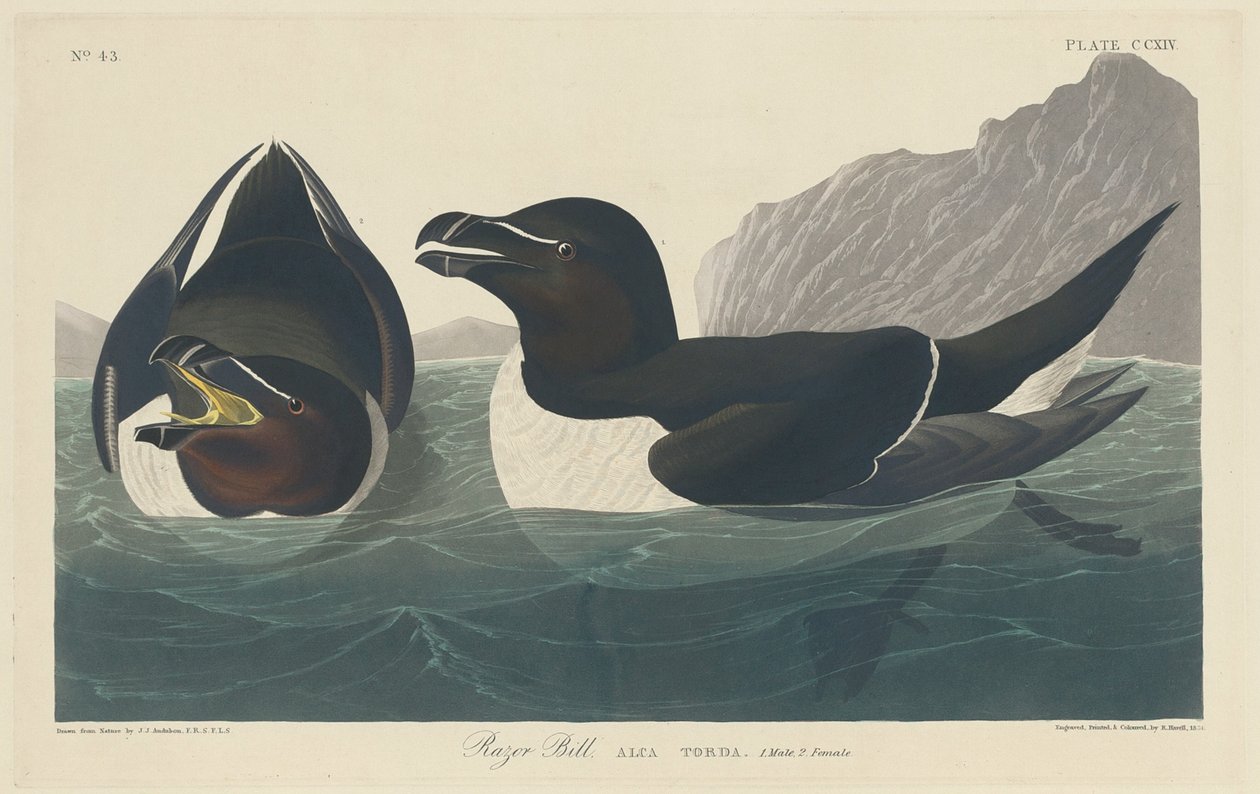Razor Bill, 1834. av Robert Havell