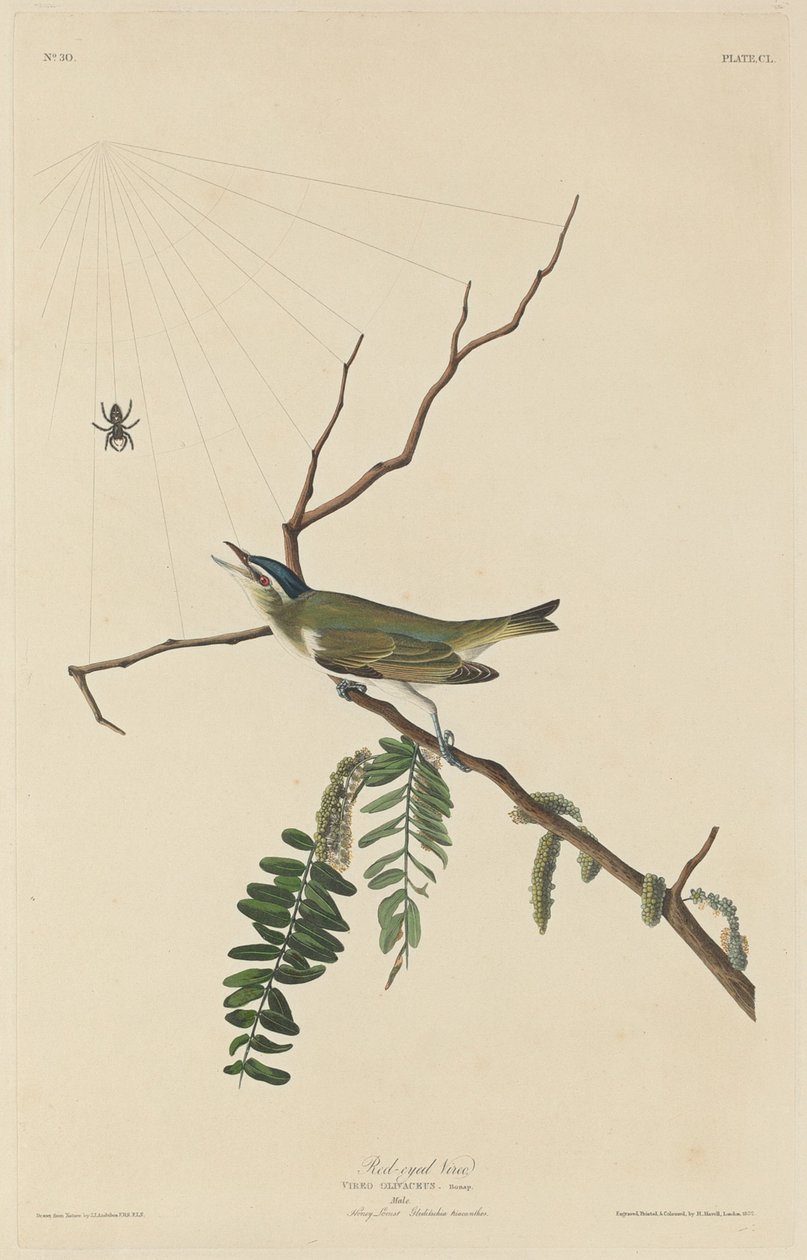 Rödögd Vireo, 1832. av Robert Havell