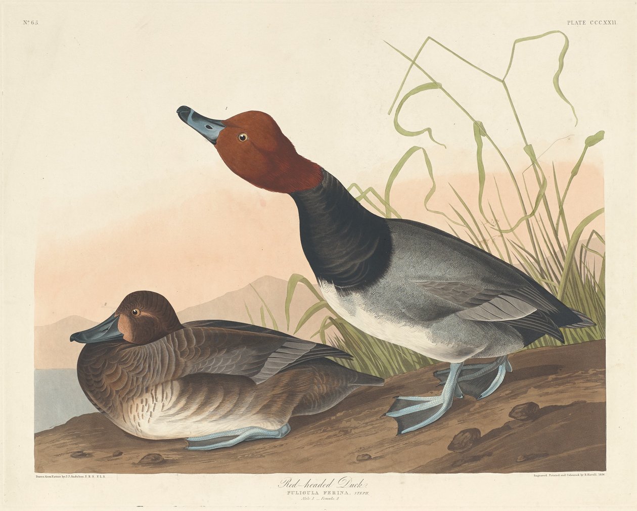 Rödhårig anka, 1836. av Robert Havell