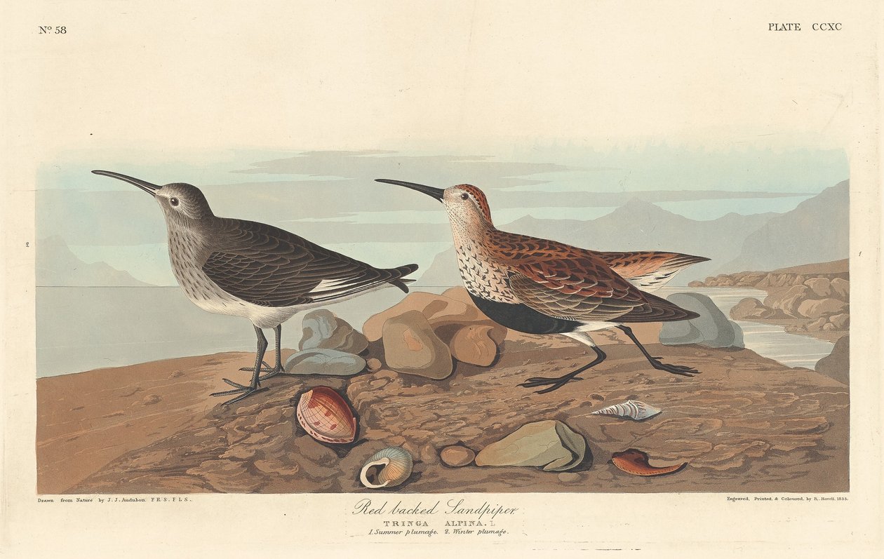 Rödryggig sandsnäppa, 1836. av Robert Havell