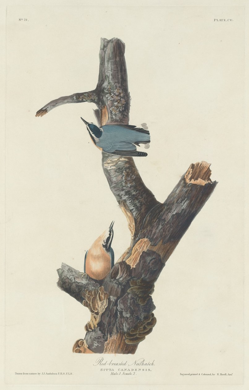 Rödbröst nötväcka, 1831. av Robert Havell