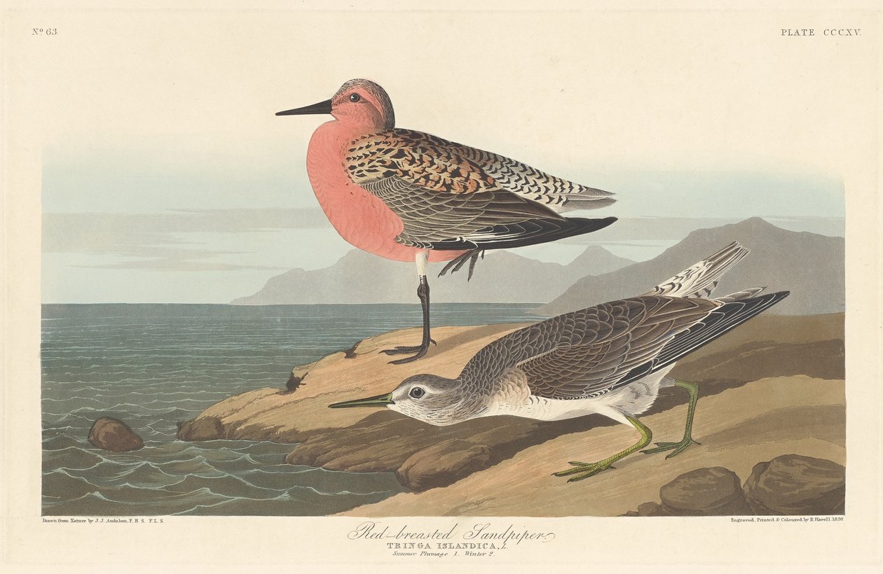 Rödbrystad sandsnäppa, 1836. av Robert Havell