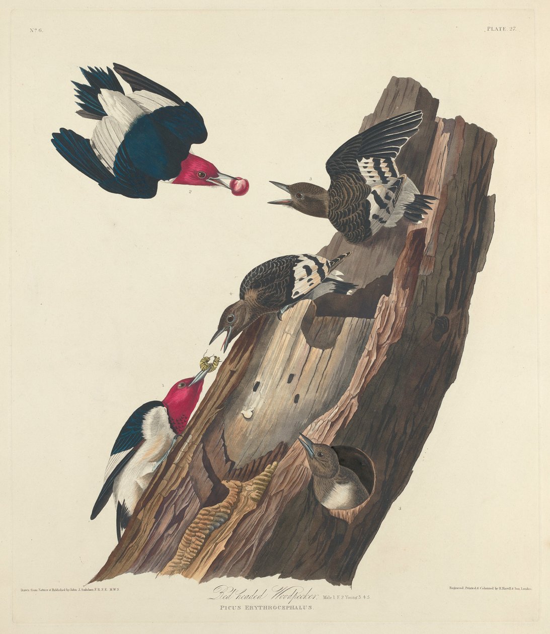 Rödhårig hackspett, 1828. av Robert Havell