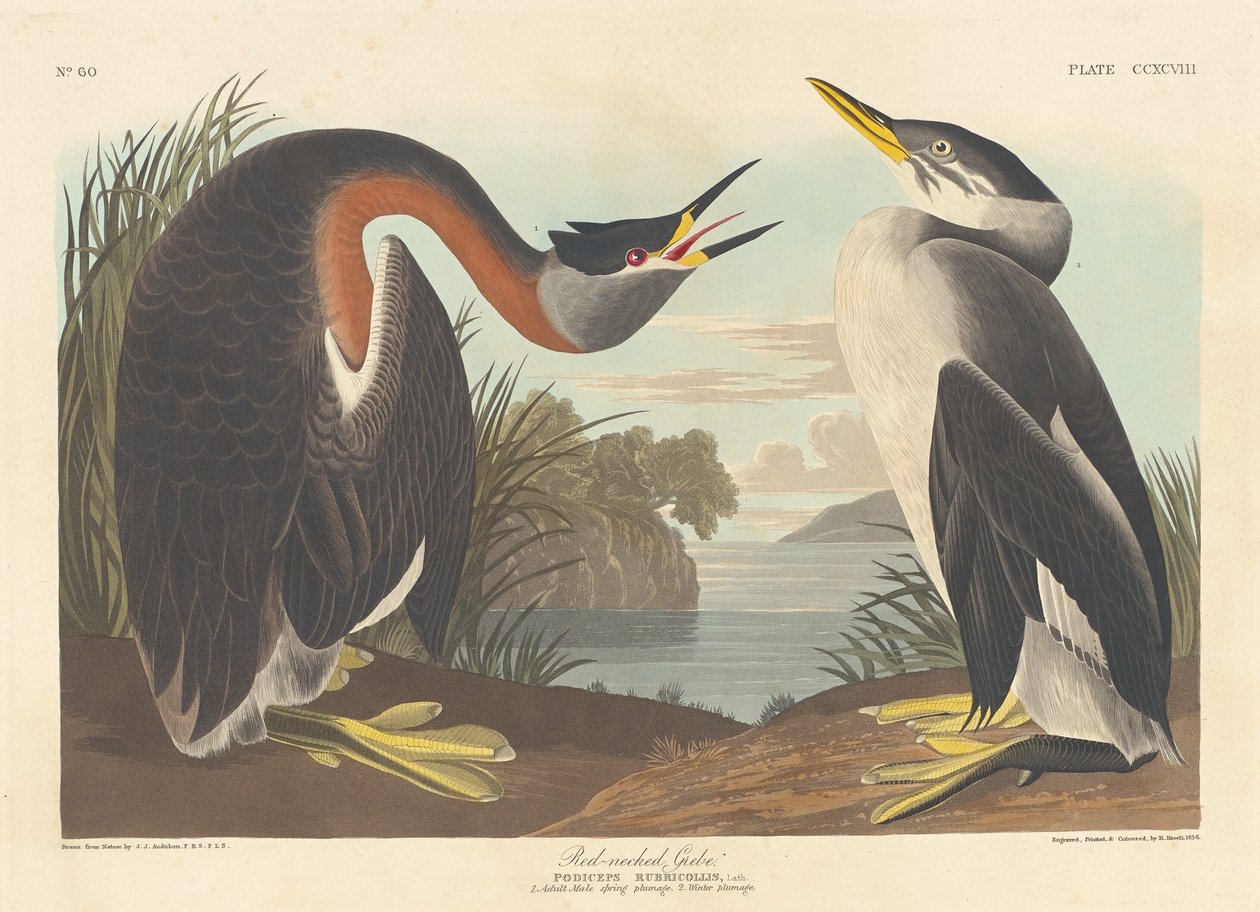 Rödhalsad dopping, 1836. av Robert Havell