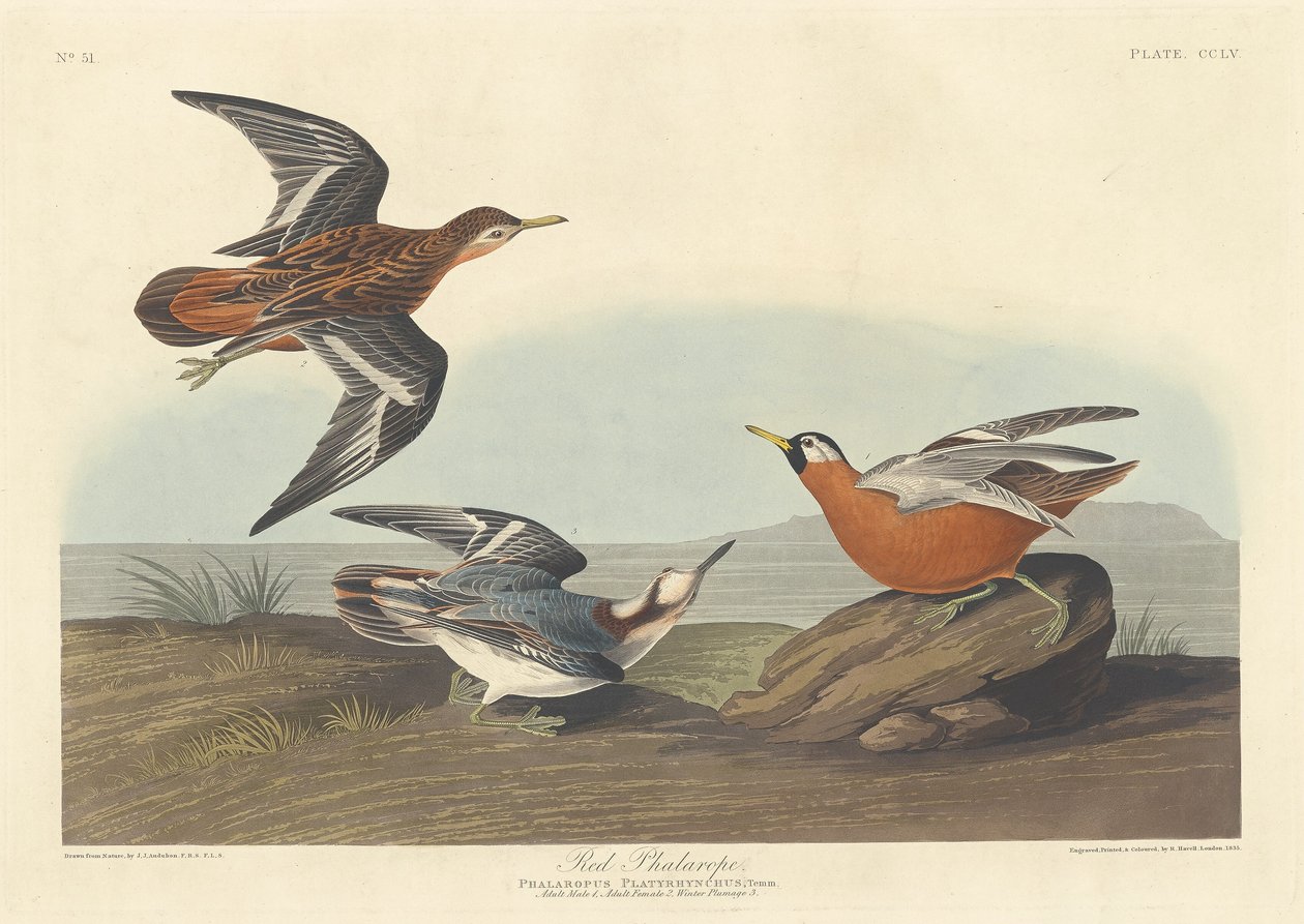 Röd Falarope, 1835. av Robert Havell