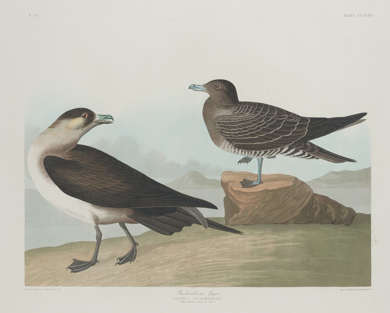 Richardsons Jager, 1835. av Robert Havell
