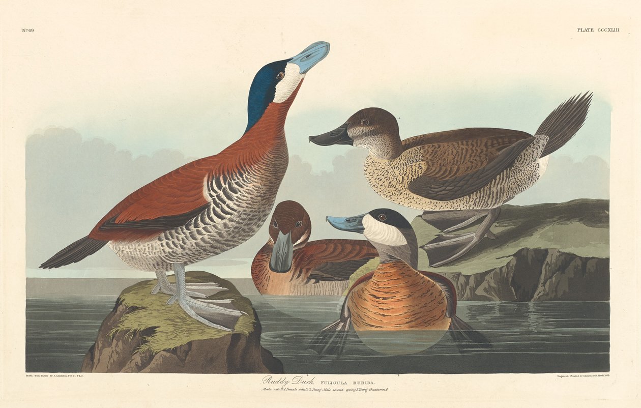 Ruddy Duck, 1836. av Robert Havell