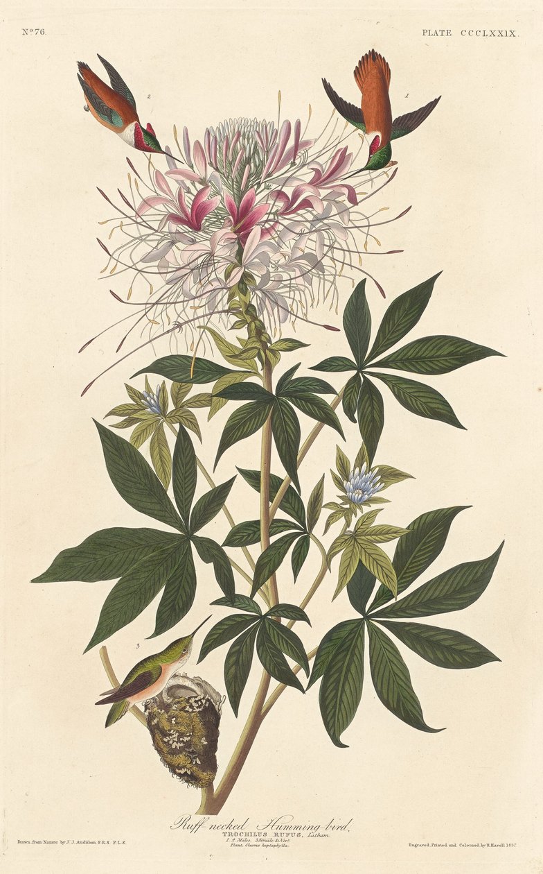 Ruffhalsad kolibri, 1837. av Robert Havell