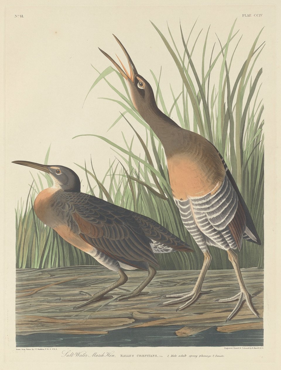 Saltvattenkärrshöna, 1834. av Robert Havell