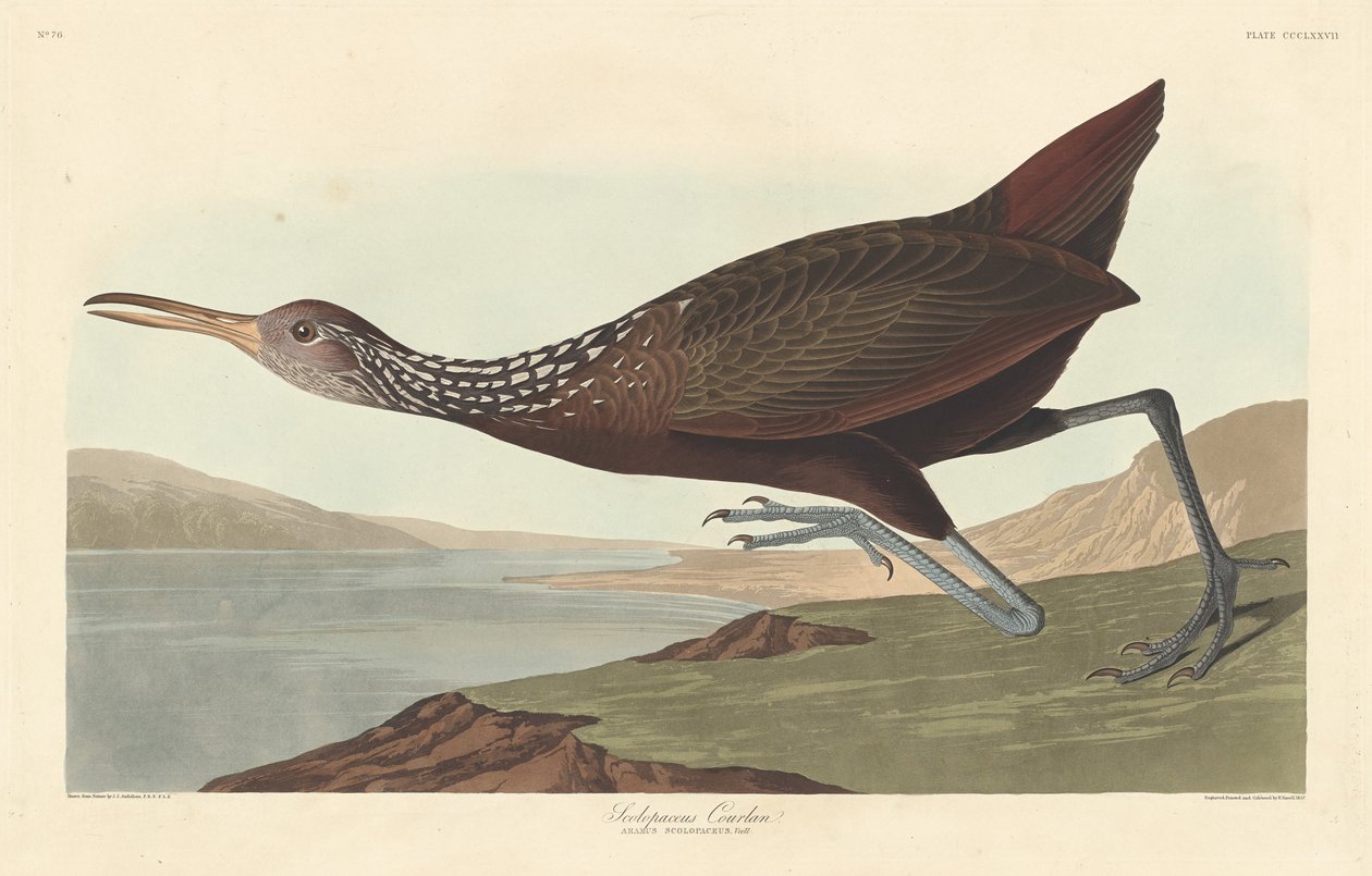 Scolopaceus Courlan, 1837. av Robert Havell