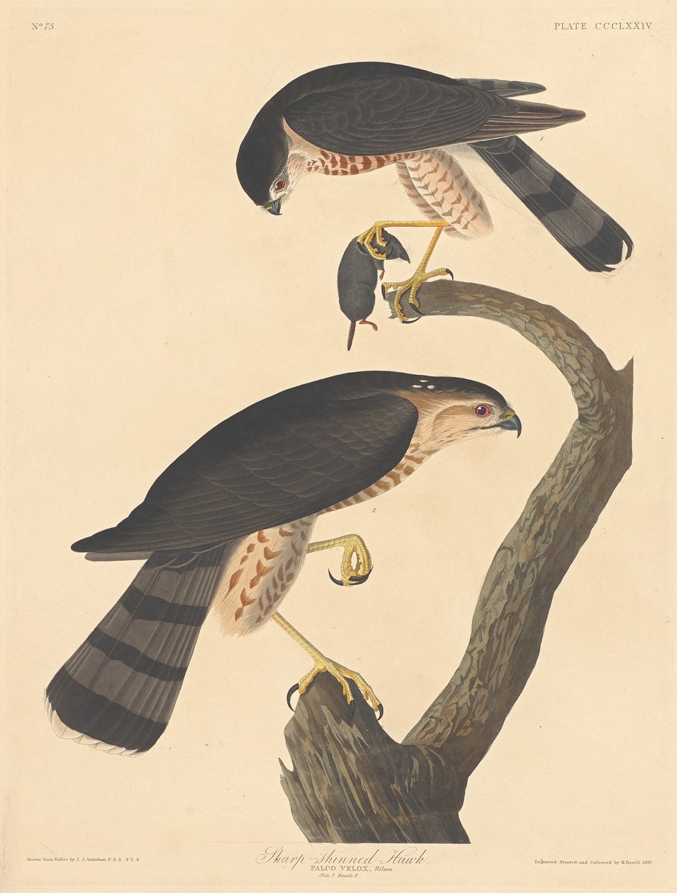 Sharp-shined Hawk, 1837. av Robert Havell