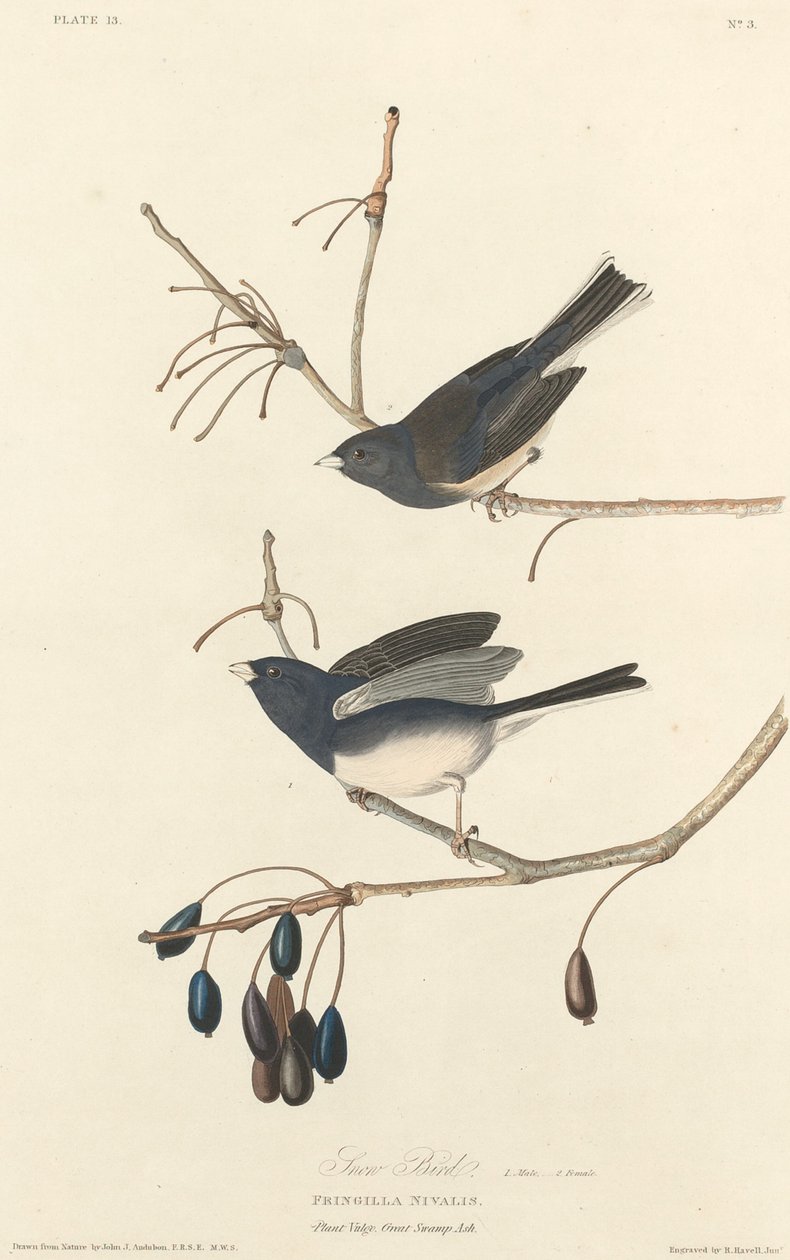 Snöfågel, 1827. av Robert Havell