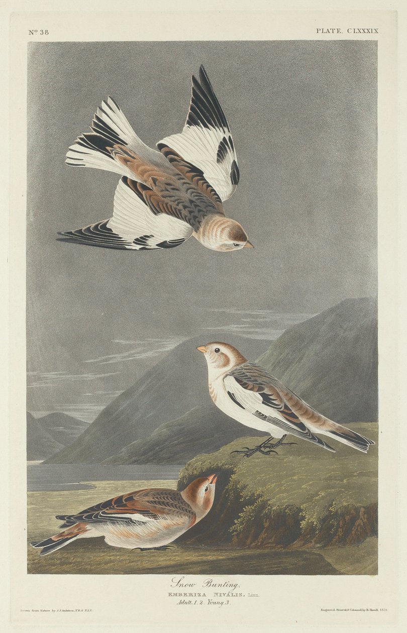 Snösparv, 1834. av Robert Havell