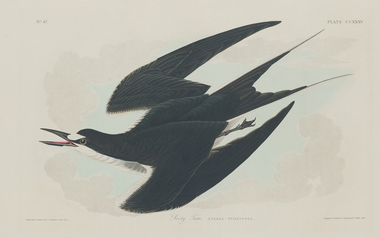 Sottärna, 1834. av Robert Havell