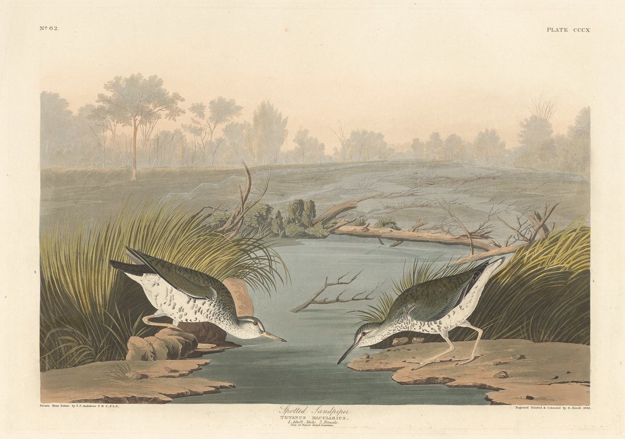 Fläckig sandsnäppa, 1836. av Robert Havell