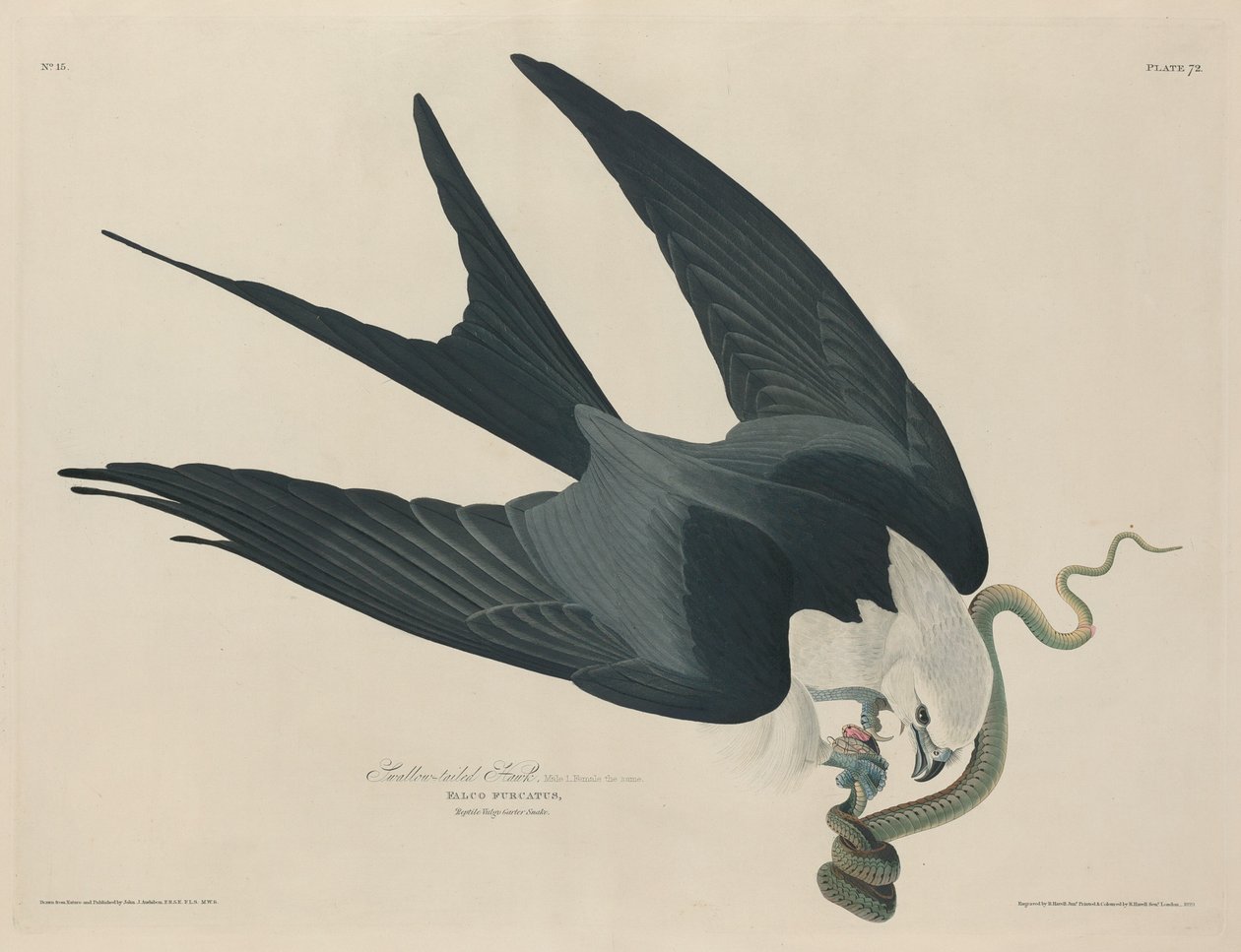 Svalstjärtshök, 1829. av Robert Havell