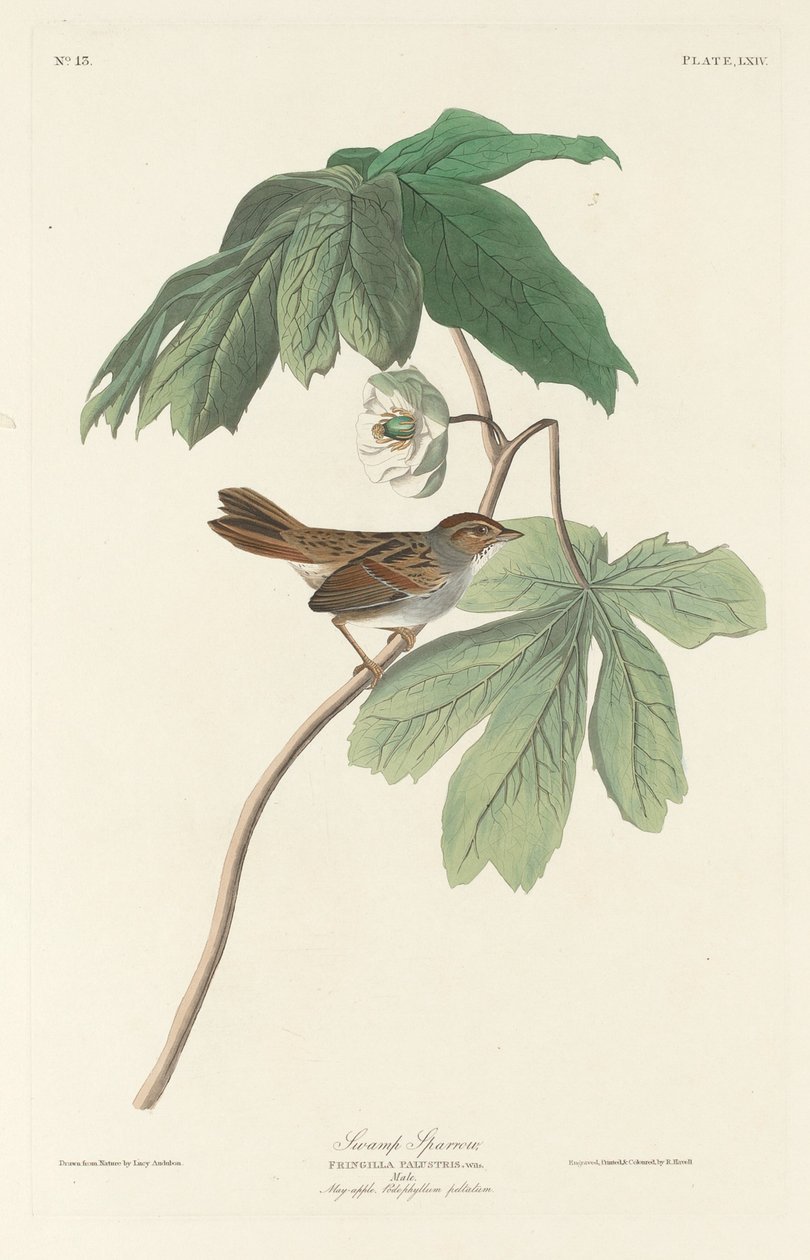 Träsparv, 1829. av Robert Havell