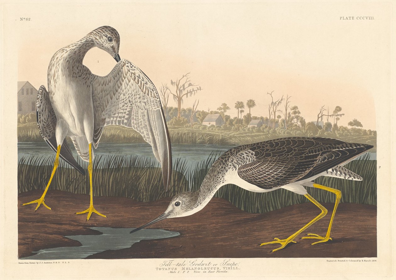 Talande gudwita, 1836. av Robert Havell