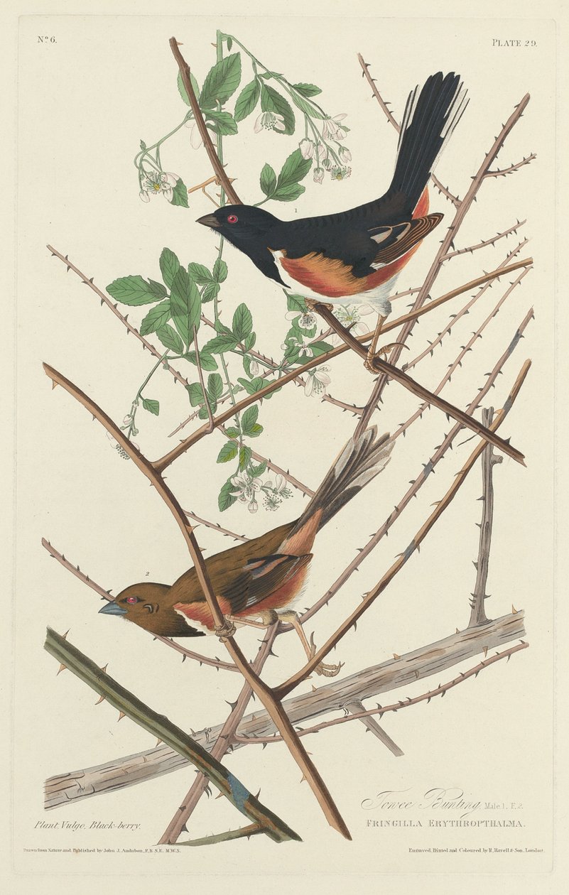 Towee Bunting, 1828. av Robert Havell