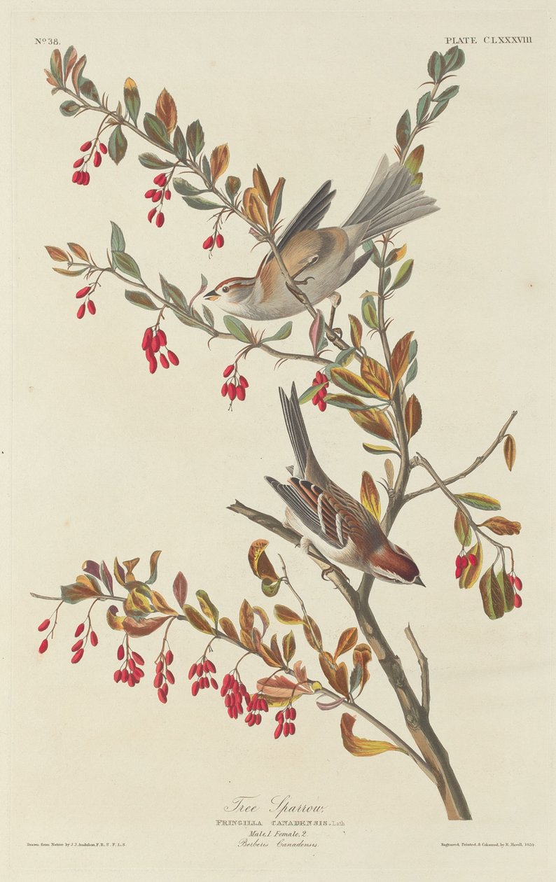 Trädsparv, 1834. av Robert Havell