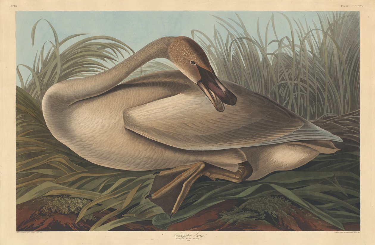 Trumpetersvanen, 1837. av Robert Havell