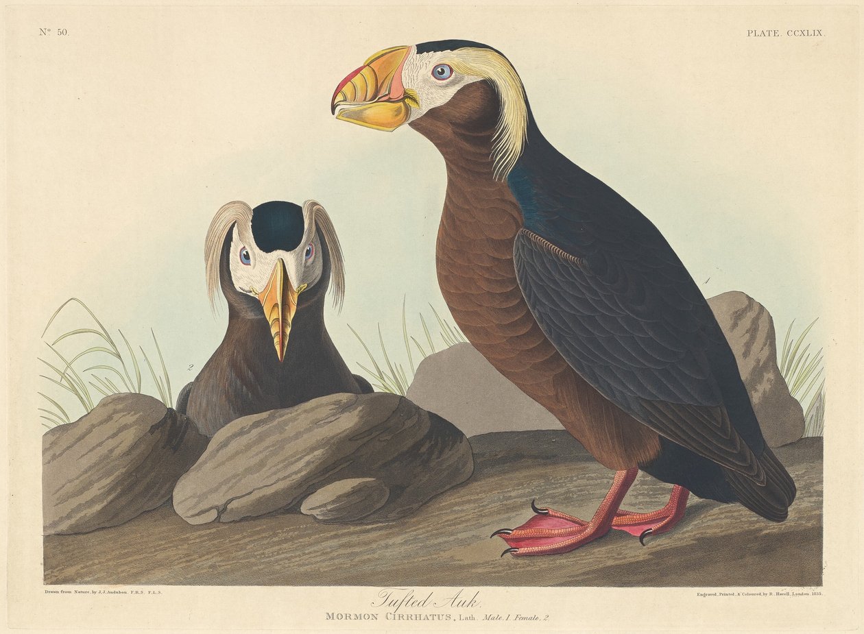 Tuftad alk, 1835. av Robert Havell