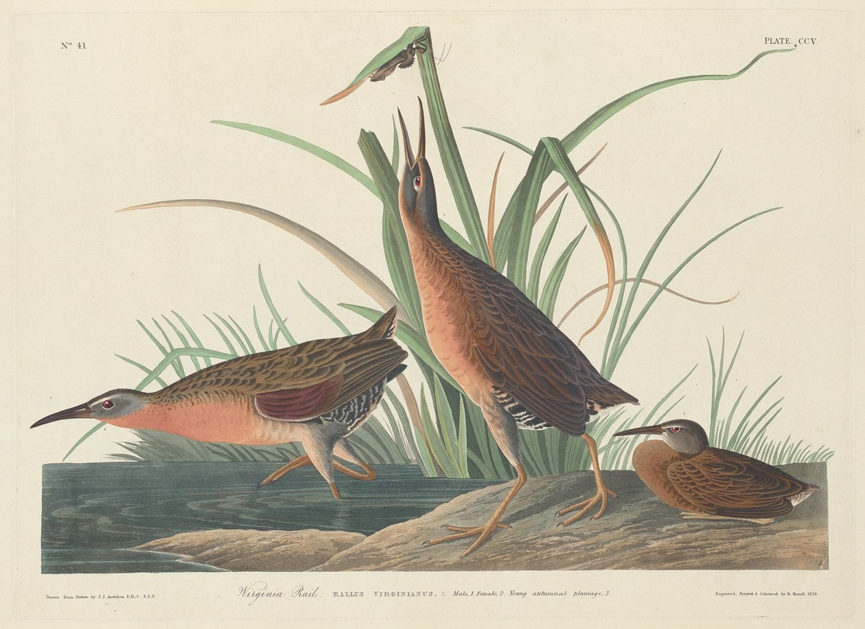 Virginia Rail, 1834. av Robert Havell