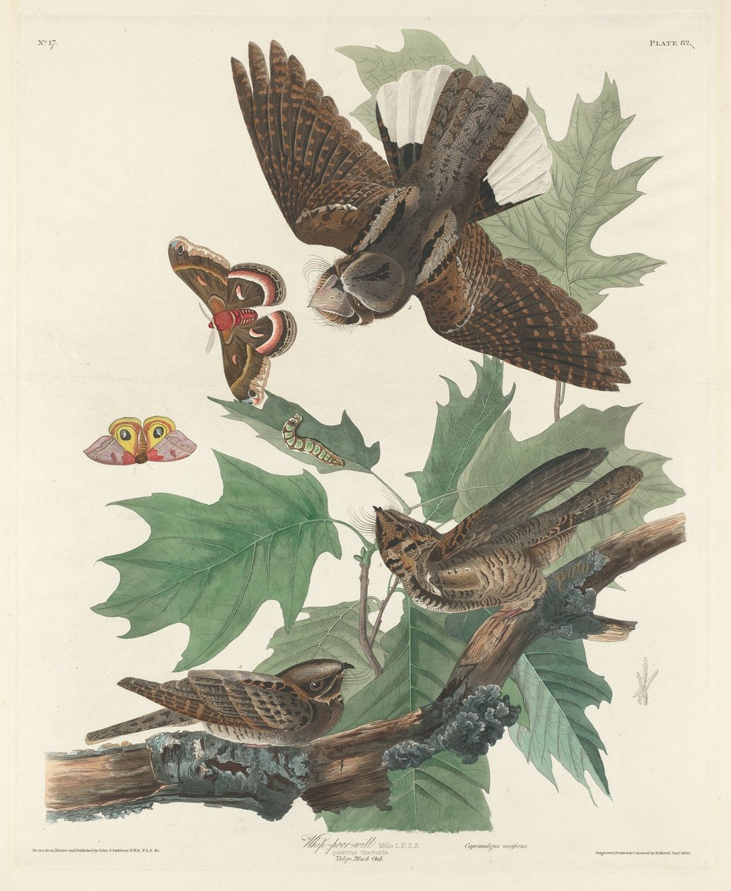 Piska-fattig-vilja, 1830. av Robert Havell
