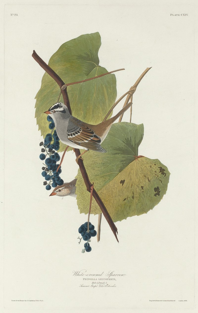 Vitkrönt sparv, 1831. av Robert Havell