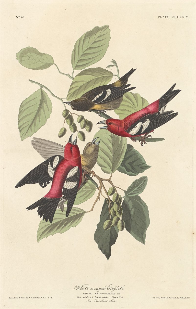 Vitvingad korsnäbb, 1837. av Robert Havell