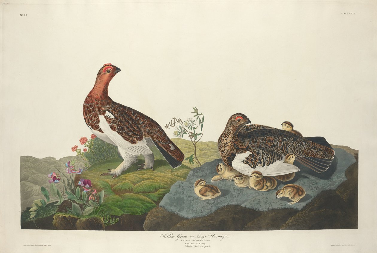 Willow Grous, 1834. av Robert Havell