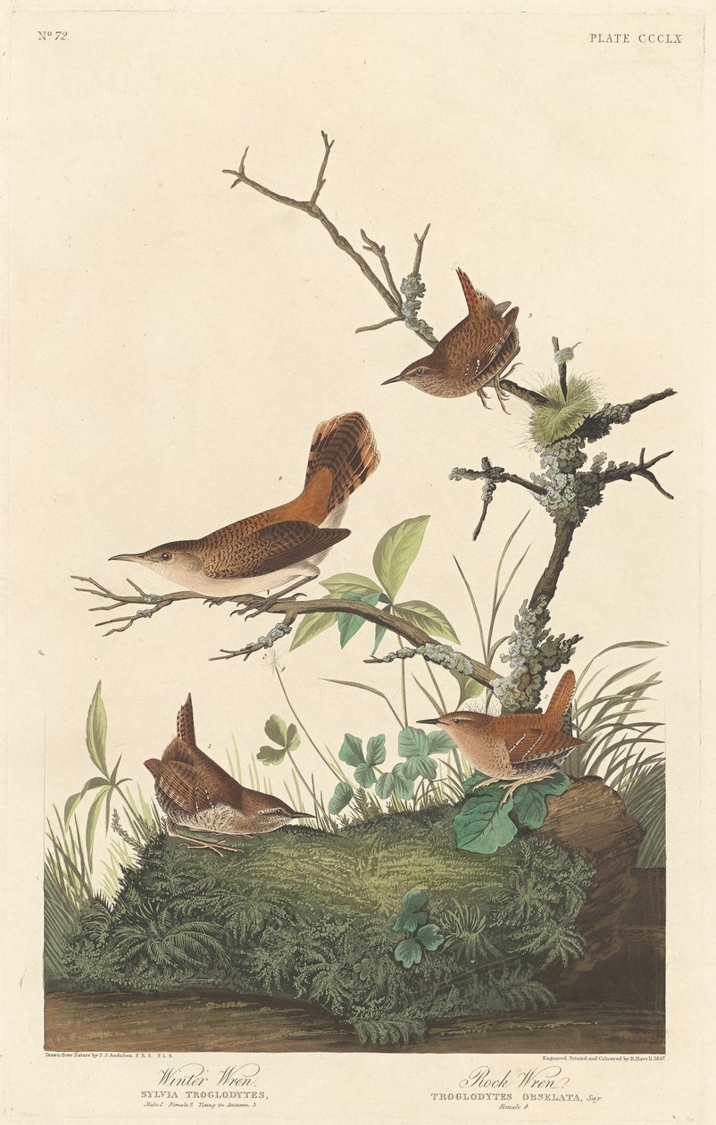 Winter Wren and Rock Wren, 1837. av Robert Havell