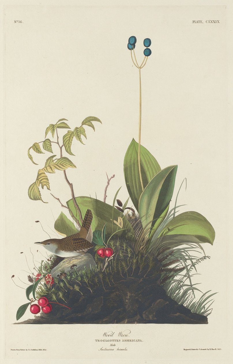 Wood Wren, 1833. av Robert Havell