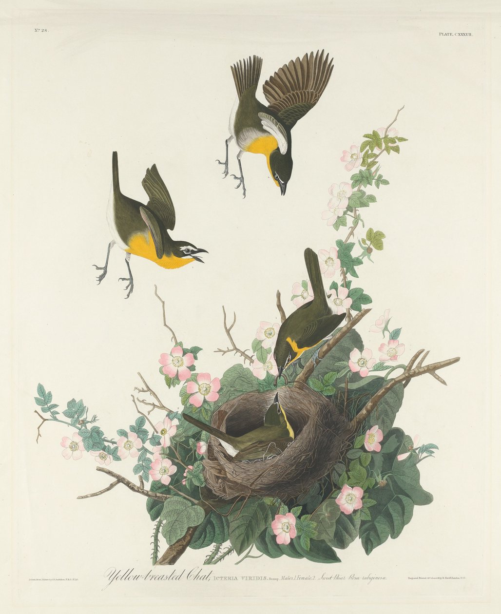 Gulbröstchatt, 1832. av Robert Havell